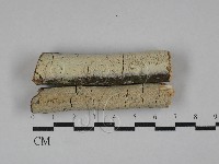 藏品(射脈菌屬)的圖片