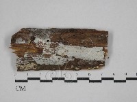 藏品(傑克菌屬)的圖片