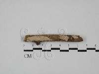 藏品(刺皮菌屬)的圖片