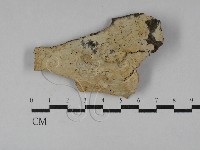 藏品(顯絲菌屬)的圖片