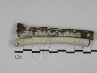 藏品(絲皮菌屬)的圖片