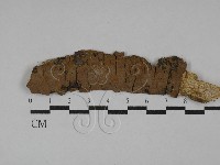 藏品(刺革菌屬)的圖片