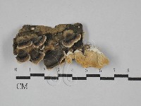 藏品(雲芝)的圖片