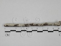 藏品(剛毛絲皮菌)的圖片