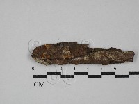 藏品(花耳屬)的圖片