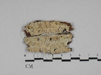 藏品(傑克菌屬)的圖片