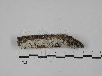 藏品(顯絲菌屬)的圖片