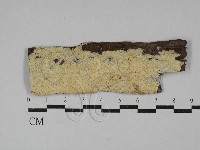 藏品(銳孔菌屬)的圖片