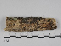 藏品(射脈菌屬)的圖片