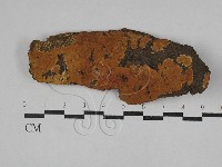 藏品(顯絲菌屬)的圖片