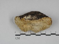 藏品(寡孔菌屬)的圖片