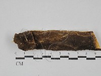 藏品(木層孔菌屬)的圖片