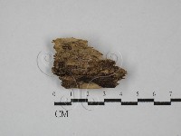 藏品()的圖片