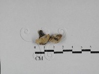 藏品(多年臥孔菌屬)的圖片