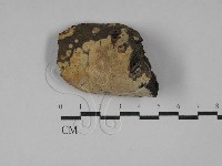 藏品(射脈菌屬)的圖片