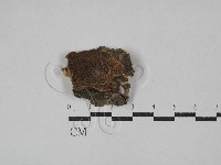 藏品(木層孔菌屬)的圖片