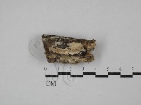 藏品(絲齒菌屬)的圖片