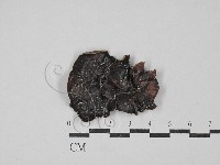 藏品(毛木耳)的圖片