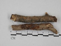 藏品(刺革菌屬)的圖片