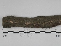 藏品(韌革菌屬)的圖片