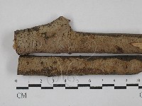 藏品(刺革菌屬)的圖片