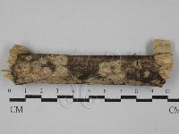 藏品(絲齒菌屬)的圖片