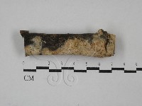 藏品(絲齒菌屬)的圖片