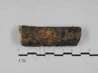 藏品(猴頭菇屬)的圖片