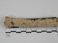 藏品(絲齒菌屬)的圖片