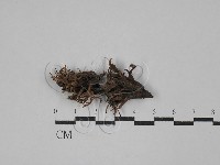 藏品(革菌屬)的圖片