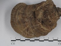 藏品(靈芝屬)的圖片