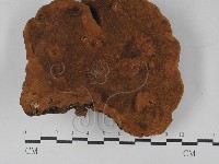 藏品(木層孔菌屬)的圖片