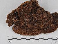 藏品(木層孔菌屬)的圖片