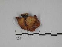 藏品(多孔菌屬)的圖片