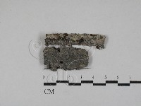 藏品(刺皮菌屬)的圖片