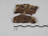 藏品(射脈菌屬)的圖片