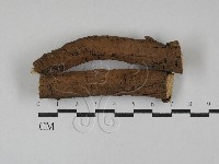 藏品(刺革菌屬)的圖片