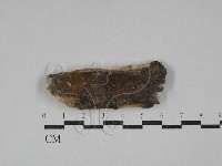 藏品(射脈菌屬)的圖片