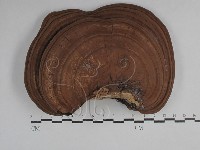 藏品(靈芝屬)的圖片