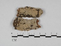 藏品(筍殼菌屬)的圖片