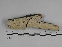 藏品(絲齒菌屬)的圖片