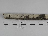 藏品(剛毛絲皮菌)的圖片