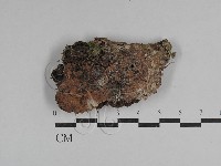 藏品(絲皮菌屬)的圖片