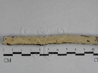 藏品(絲齒菌屬)的圖片