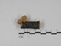 藏品(多孔菌屬)的圖片