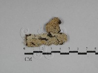 藏品(齒耳菌屬)的圖片