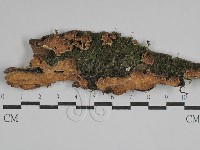 藏品(韌革菌屬)的圖片