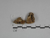 藏品(韌革菌屬)的圖片