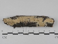 藏品(射脈菌屬)的圖片