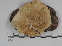 藏品(乾酪菌屬)的圖片